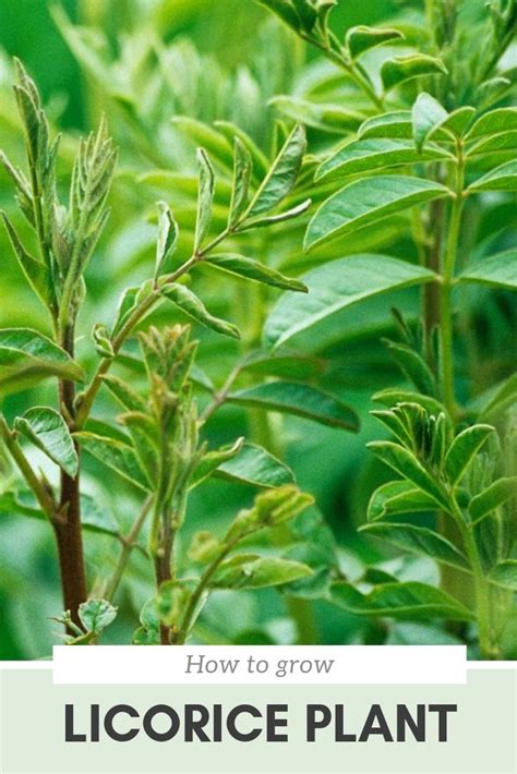 How To Grow Licorce Plant In The Garden With Pictures And Text Overlay