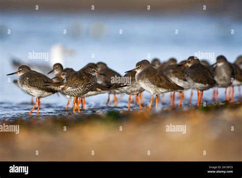 Common Redshank Tringa Totanus Stock Photo Alamy