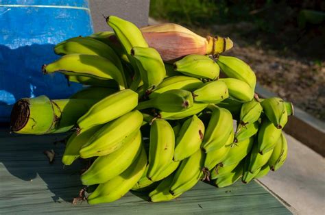 How To Grow Banana Tree Without Seed Propagation Techniques Explained Spring In The Garden