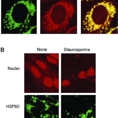 Hsp60 Is Retained In Mitochondria Of 0 Cells During Apoptosis A After