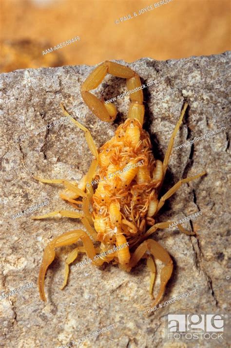 Bark Scorpion With Babies On Back Centruroides Sculpturatus Arizona