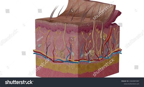 Touch Receptors Anatomy Images: Browse 328 Stock Photos & Vectors Free ...