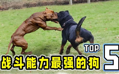 世界上战斗力最强的狗top5，比特犬争议最大，奈何体型相差悬殊！