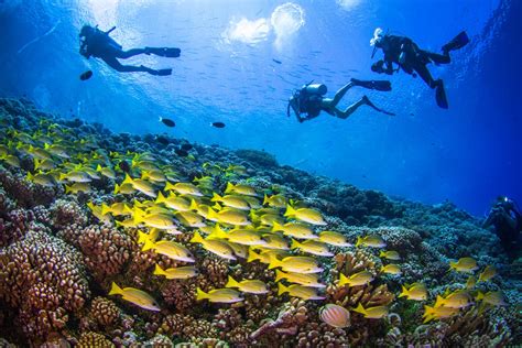 LETS DIVE EXPLORING UNDERWATER WORLDS OF TIOMAN AND REDANG