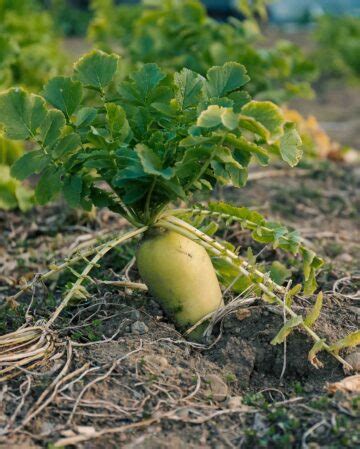 Tillage Radish: The Best Cover Crop For Soil Health - The Peasant's ...