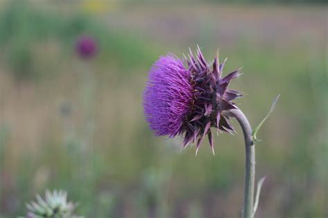 Free Images Nature Blossom Prickly Field Meadow Prairie Flower