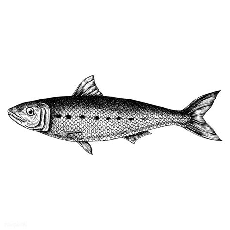 Hand Drawn Sardine Fish Vector Illustration