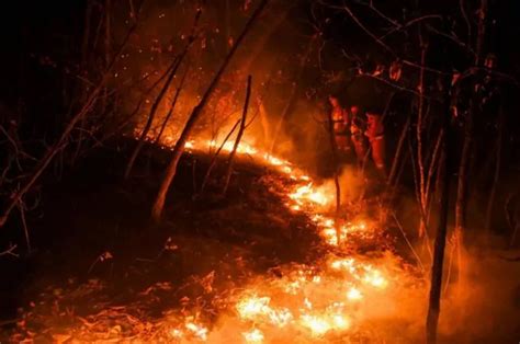 Incendi Calabria Fiamme Nella Pineta Di Siano A Catanzaro