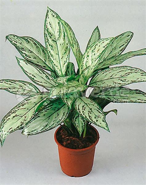 Dracaena deremensis care – Artofit