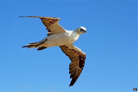 Basstölpel Morus bassanus Northern Gannet Juvenile birder Flickr