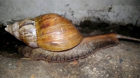 Snail In The Philippines I Brown Garden Snail I Youtube