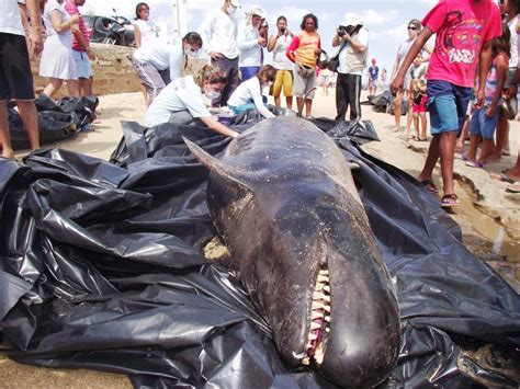 Biologia Acontecendo Informa O Do Cet Ceo Encalhado Na Praia De Areia