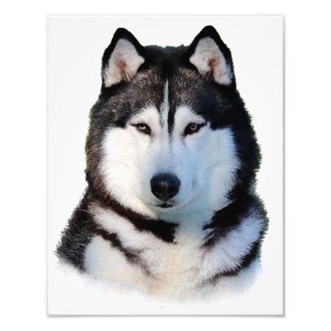 Siberian Husky Photo Print Zazzle