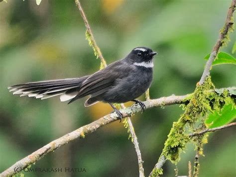 Indian Birds Photography Birdphotoindia White Throated Fantail