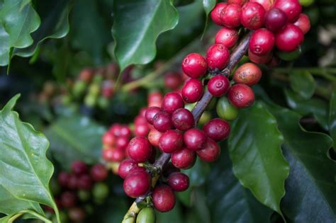 Preços Do Café Robusta Avançam No Brasil Em Outubro Revista Cultivar