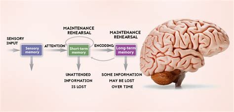 Facts About Human Brain Memory Power And Capacity 24255 | Hot Sex Picture