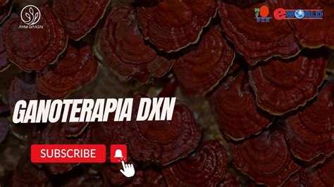 GANOTERAPIA CON DXN TERAPIA CON GANODERMA DXN YouTube