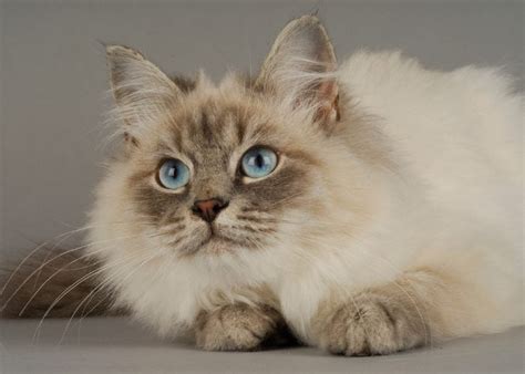 How To Remove Tear Stains From A Cat – Top Dog Tips