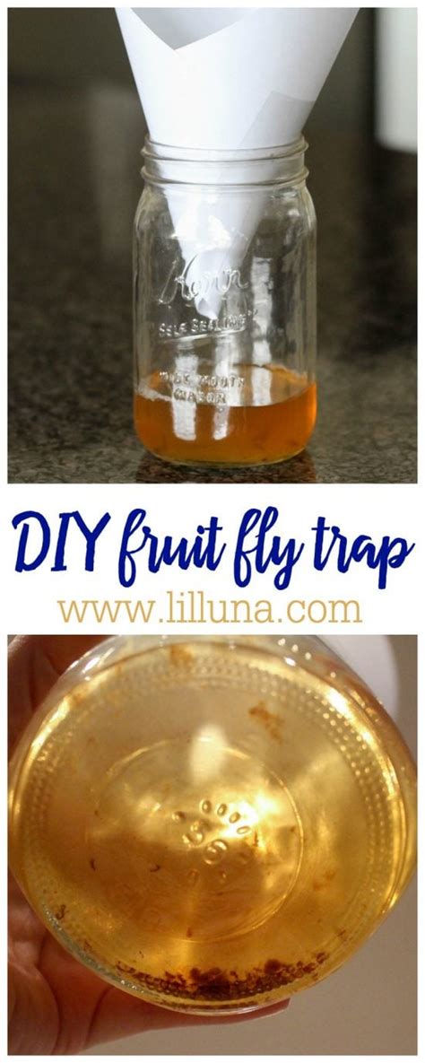 Homemade Fruit Fly Trap - How to Get Rid of Fruit Flies | Lil' Luna