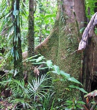 What Grows On The Forest Floor | Viewfloor.co