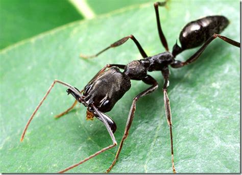 Biolog A Entomolog A Importancia De Las Hormigas Cazadoras En Los