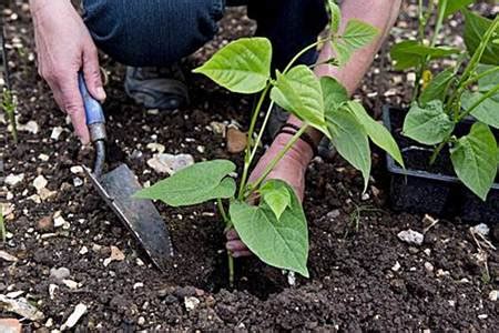 Gu A Experta Cultiva Frijoles En Tu Huerto F Cilmente