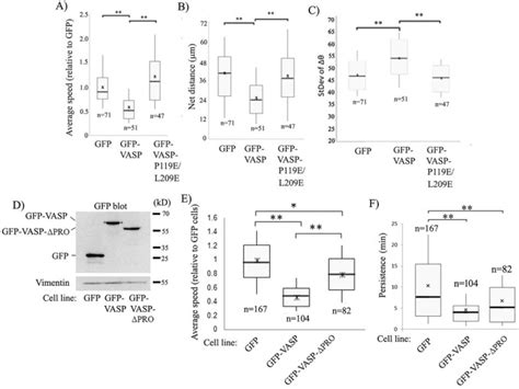 The Vaspprofilin Pfn Interaction Is Critical For Efficient Cell