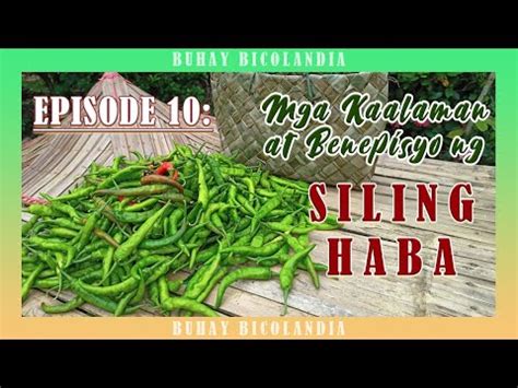 Ep Kaalaman Benepisyo Ng Siling Haba Health Benefits Of Green