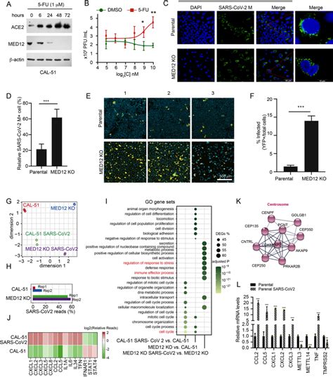 Mediator Complex Subunit 12 Is A Gatekeeper Of Sars Cov 2 Infection In