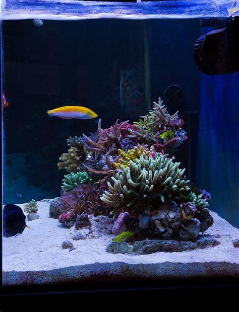 Reef Aquariums For Your Inspiration