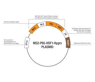 Control Crispr Activation Plasmid Scbt Santa Cruz Biotechnology