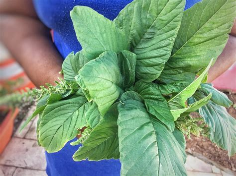 Amaranth Callaloo Amaranthus Viridis Organic Jamaican Green Amaran