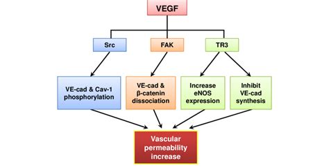 A Diagram Of Vegf Mediated Pathways For Vascular Permeability Src Src