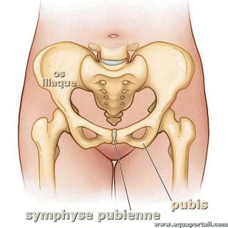 Symphyse Pubienne D Finition Et Explications