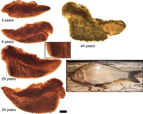 Thin Sectioned Lapillus Otoliths Of Quillback Carpiodes Cyprinus And