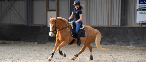 Disciplines In De Paardensport