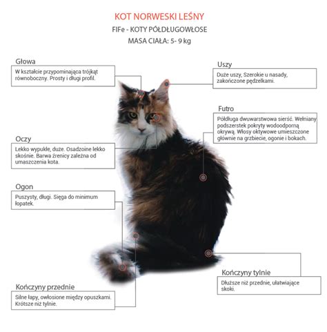 Ile Powinien Wa Y Kot Norweski Fundacja Dla Koci T Osieroconych