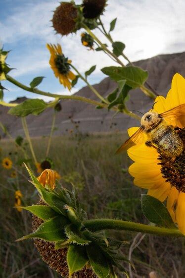 For World Bee Day Take A Moment To Appreciate Native Bees