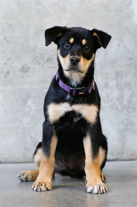 Rottweiler Mix German Shepherd Puppies