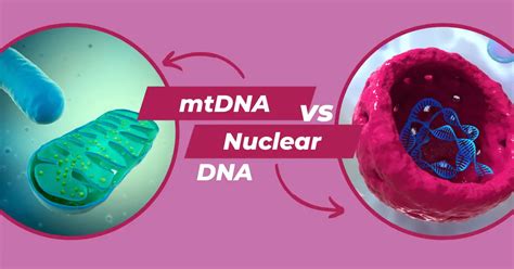 Mitochondrial Dna Vs Nuclear Dna Differences And Similarities