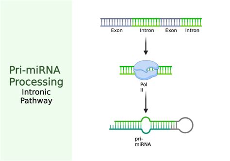 Pri Mirna Processing Intronic Pathway Biorender Science Templates