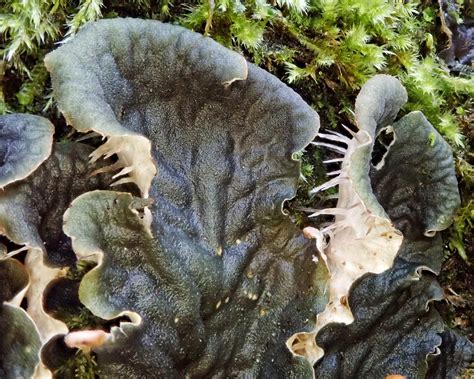 Peltigera Membranacea 10 000 Things Of The Pacific Northwest