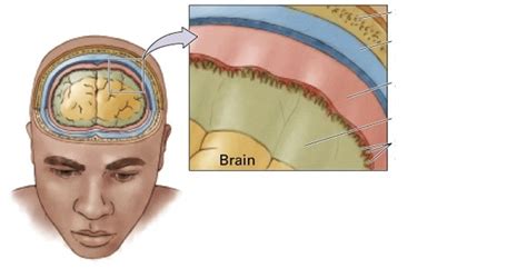 Skull Diagram | Quizlet