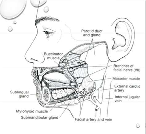 Salivary Gland Structure And Function Flashcards Quizlet