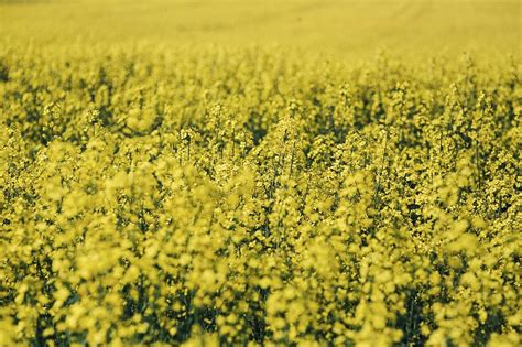 Field of rapeseed flowers. Visit | Free Photo - rawpixel