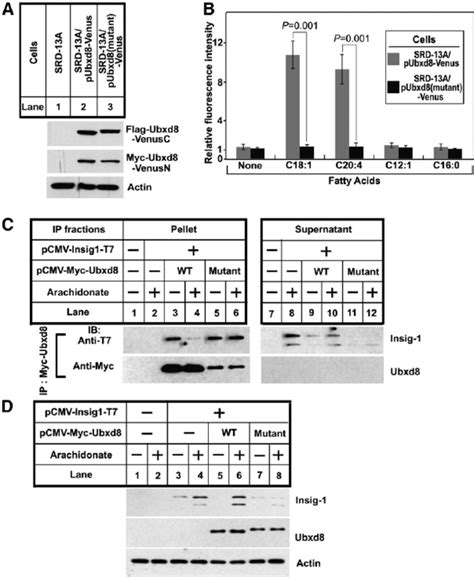 Effects Of The Mutations In The UAS Domain On Functions Of Ubxd8 In