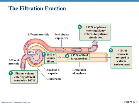 Kidney Filtration Chart