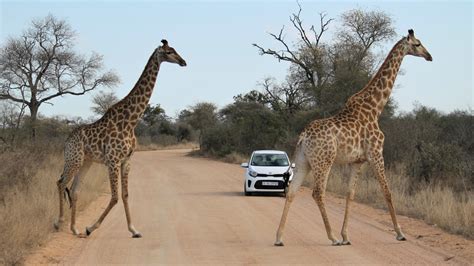 Come Organizzare Un Safari In Self Drive Nel Kruger National Park