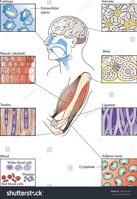 Connective Tissue Labelled Diagram