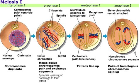 Meiosis Cundiff Biology Portfolio